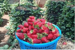 Farmer harvesting strawberries all year round from multi-storey gardening