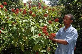 Factsheet on bixa farming