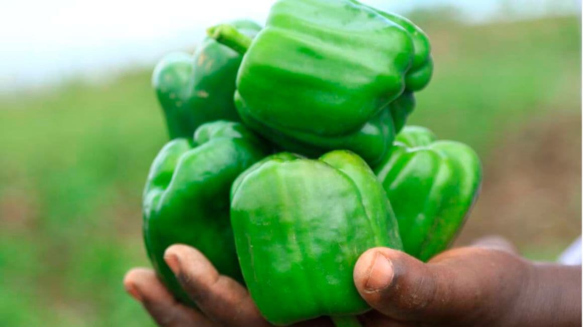 Samuel Magumba: Millionaire Capsicum farmer making up to Sh. 500,000 per acre