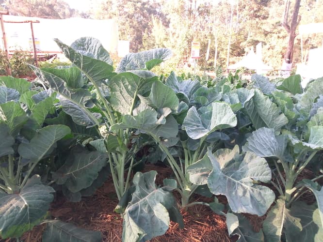 Seed company launches kales variety which is best for ulcer patients