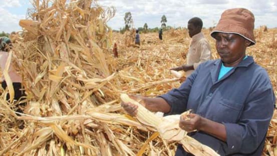 Government moves to pay outstanding debt for maize farmers