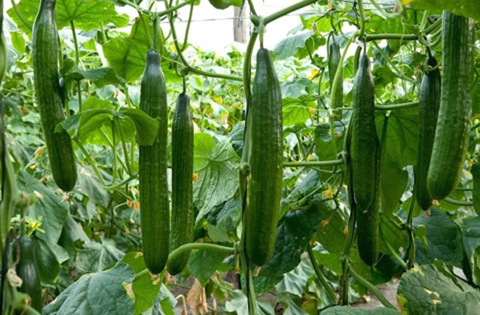 Cucumber seeds sell out as farmers rush for disease protection after pesticide bans