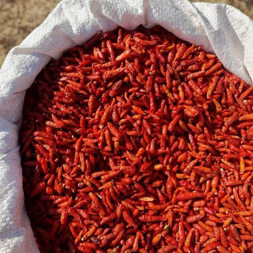 Chilli buyer seeks farmer supplies as shortage bites