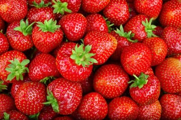 Strawberry runners from certified nurseries offer farmers a kilo a year