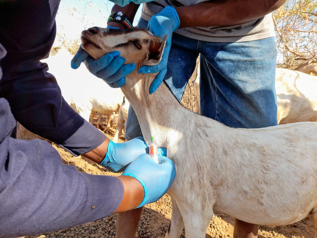 Top five goat diseases in Kenya