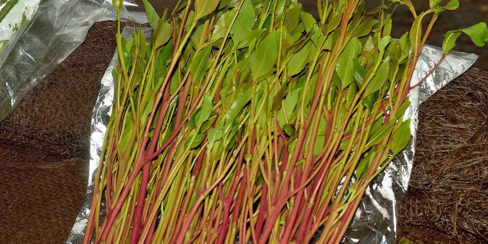 Israeli market opens up for Kenyan miraa (khat) farmers