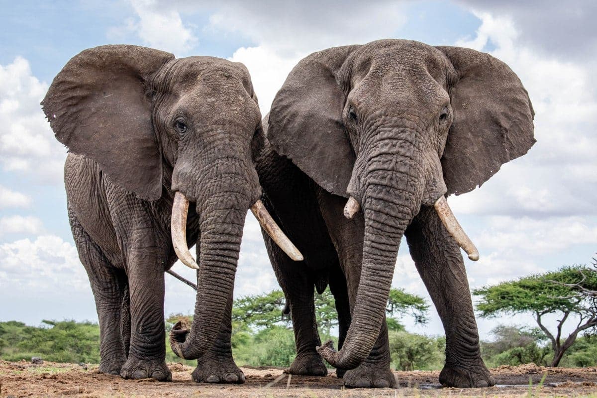Elderly Tanzanian man killed in elephant attack in Kwale