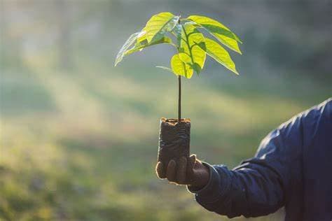 LG plants 300 trees in Karura Forest as part of World Environment Day activities