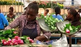 Flower farmers suffer 70% export fall on Middle East war