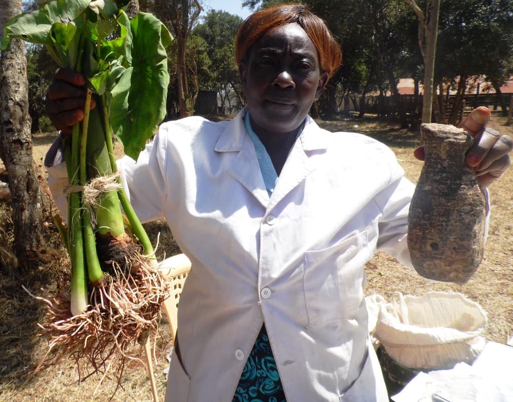 Six months maturing drought resistant arrowroots enter Kenya