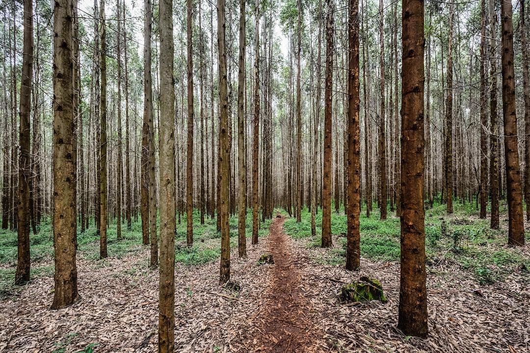 New technology helps farmers increase tree yields by 34 to 38 per cent