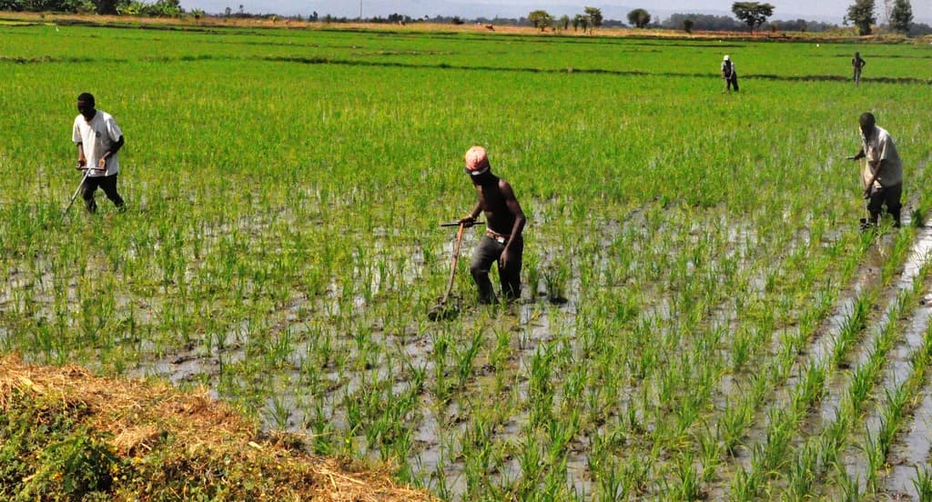 Busia rice farmers receive modern machines to up production