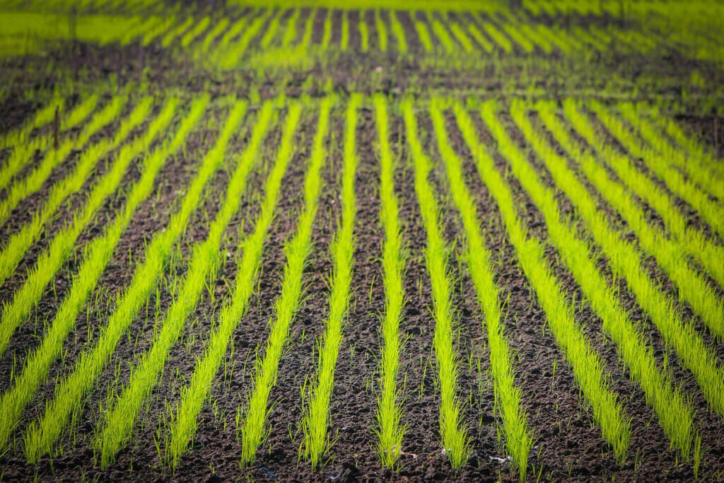 KALRO launching fast-track rice to plant without nurseries