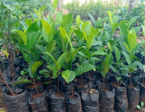 Tree-planting campaign takes effect in Tinderet