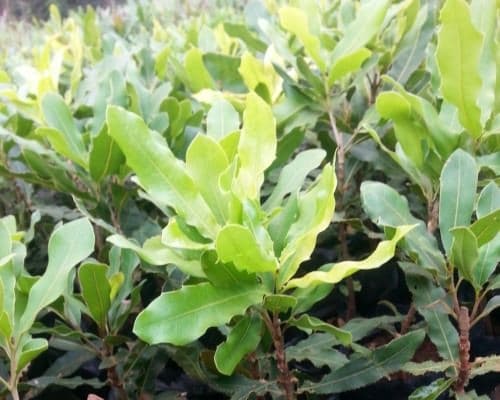KALRO train farmers on growing improved macadamia yielding 7X traditional varieties