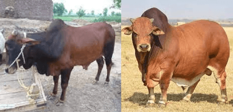 Expert explains how farmers can rake millions from fattening thin cattle in three months
