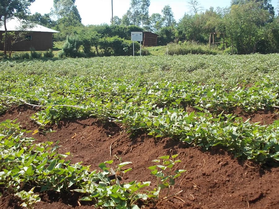 Sweet potato becomes food of choice in arid areas