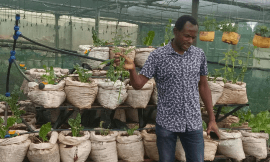 How Vihiga youth are transforming agribusiness