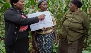 Village based advisors transforming agriculture and economies in Kiambu-AGRA