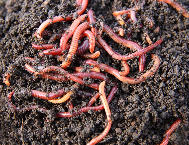 Why the tiny slimy earthworm improves crop yield by 25%