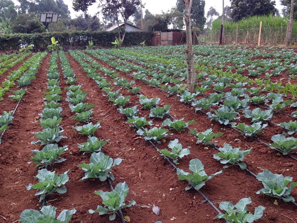 Drip irrigation enables farmers to cultivate more with a few drops