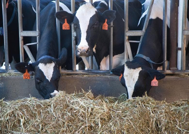 Nyandarua farmer maintains milk production through hay & silage-making