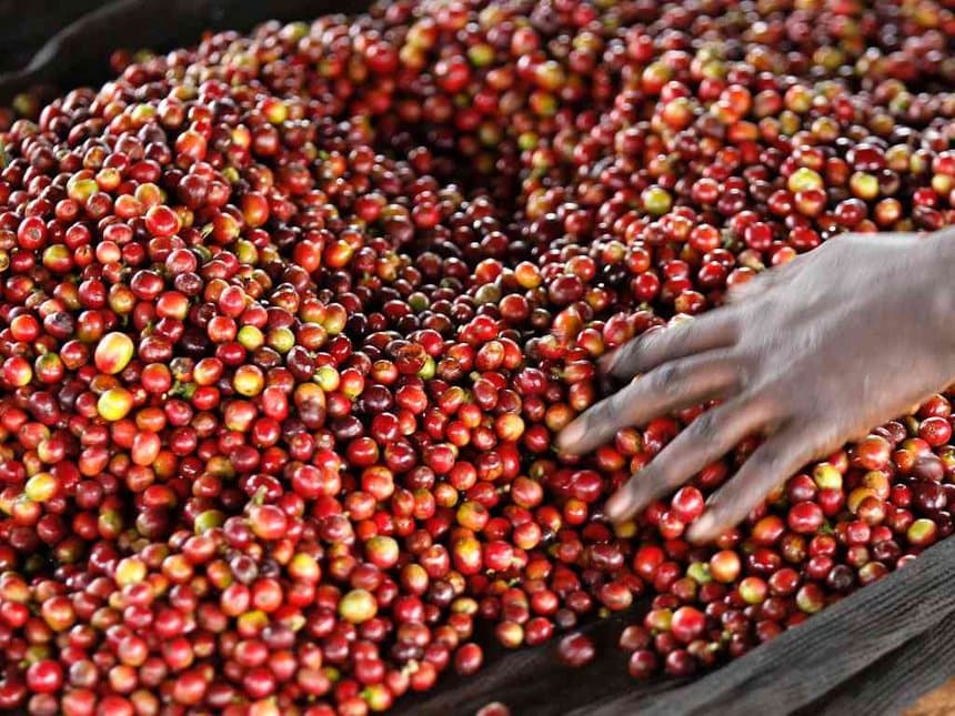 Coffee prices up 14 per cent on delivery of quality beans