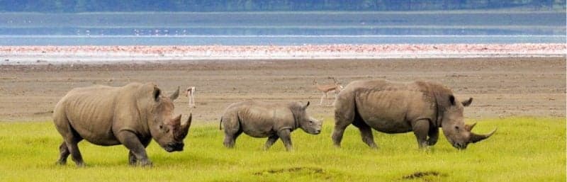 High Court Suspends Joho’s Directive Allowing Fishing in Lake Nakuru