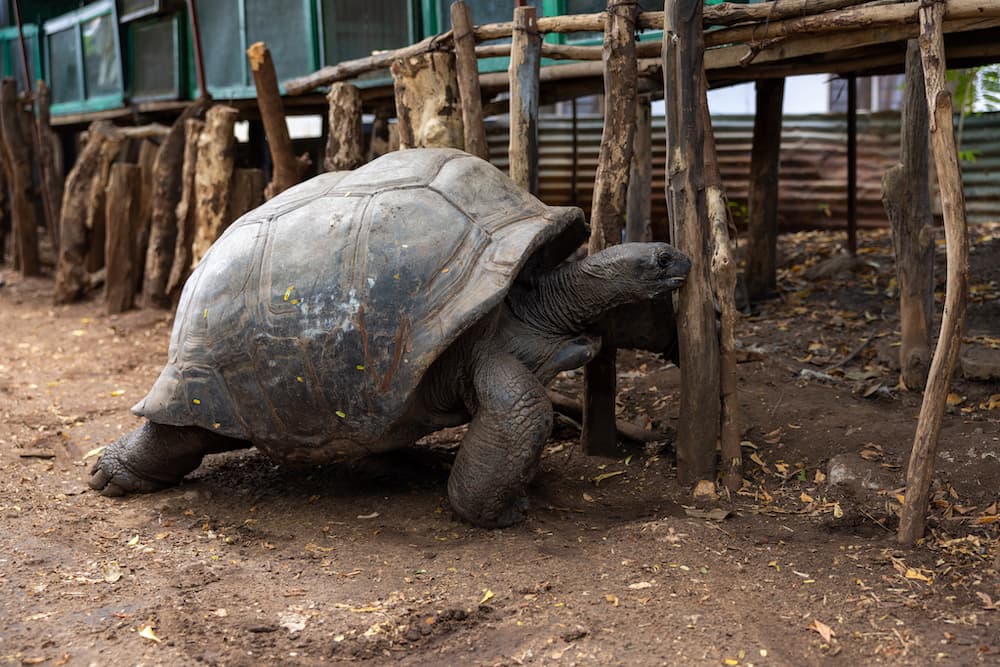 Kenya’s Live Reptile Exports Surge Tenfold, Over 870,000 Sold in the Global Market