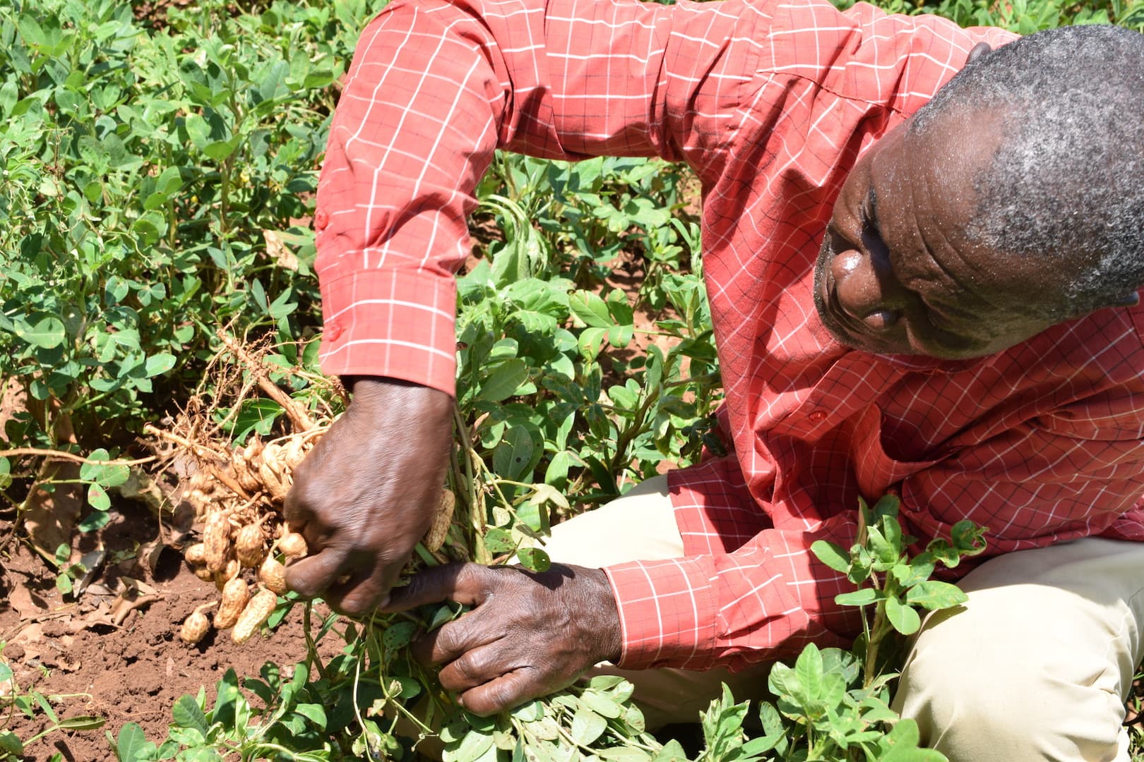 New project offers groundnuts as alternative source of income for sugarcane for Western Kenya farmers