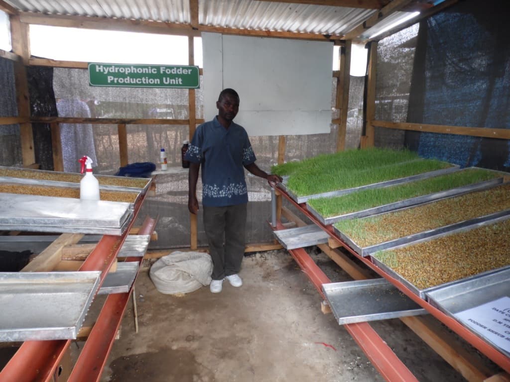 Fodder offers alternatives to rising cost of commercial feeds