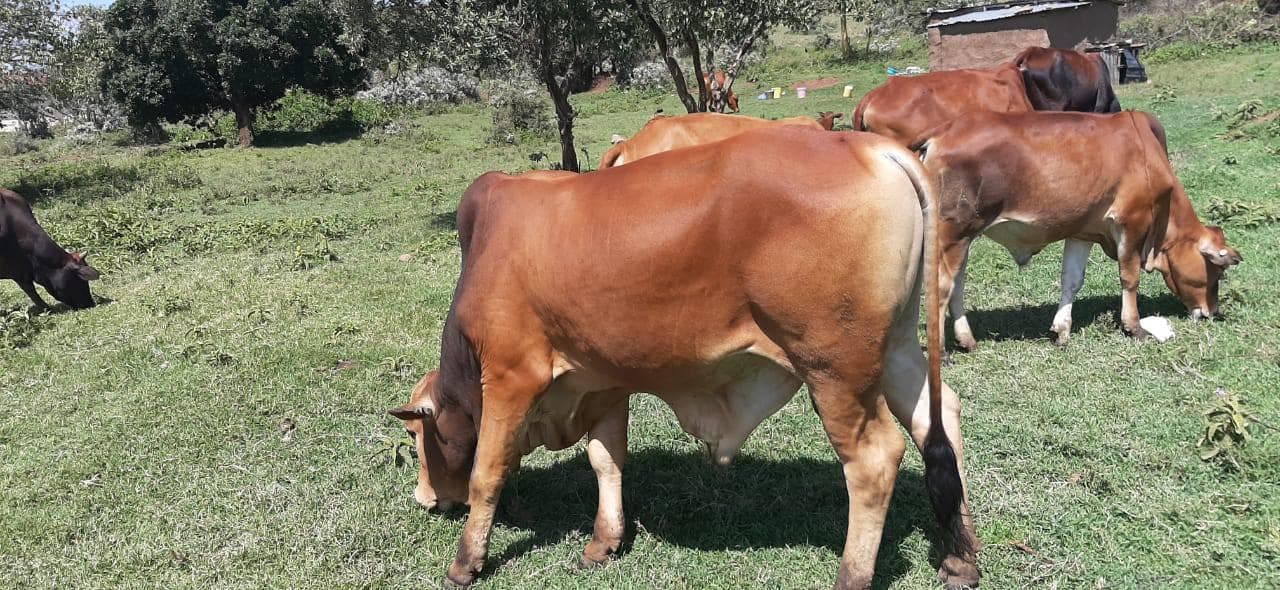 Narok farm breeds Sahiwal for arid farmers seeking high producing cows