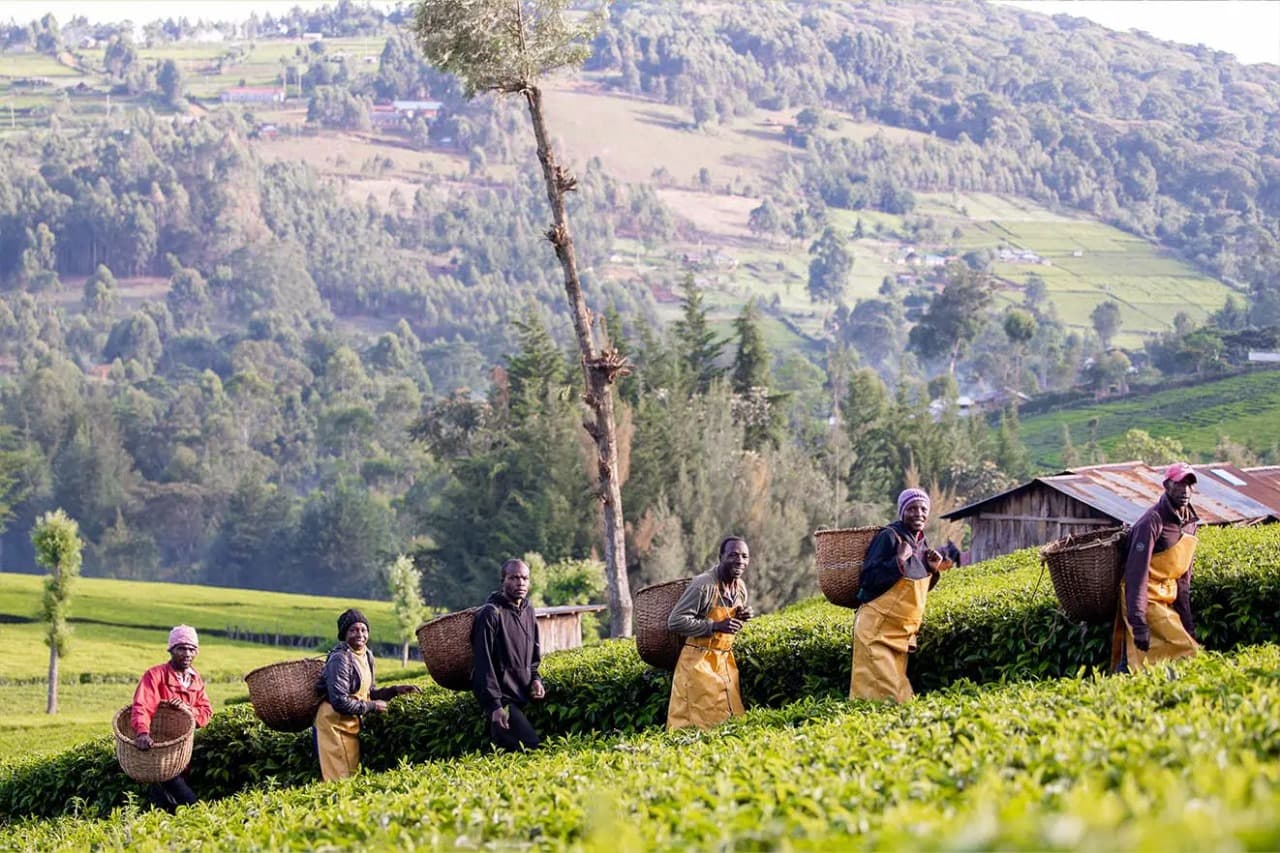 Cup Of Joe Ltd capitalizing on competitive pricing models and international tea platforms