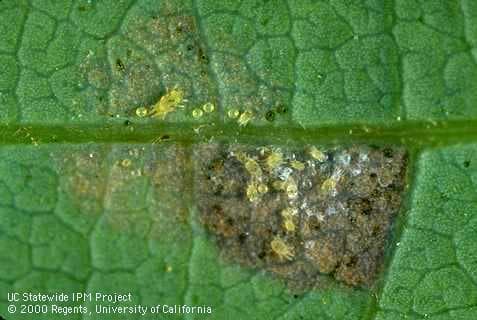 Kenyan avocadoes shrink in size and yield on Persea Mites