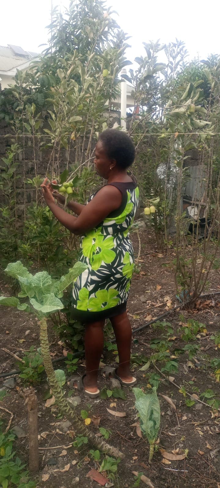Kiambu farmer beats aphids with homemade spray