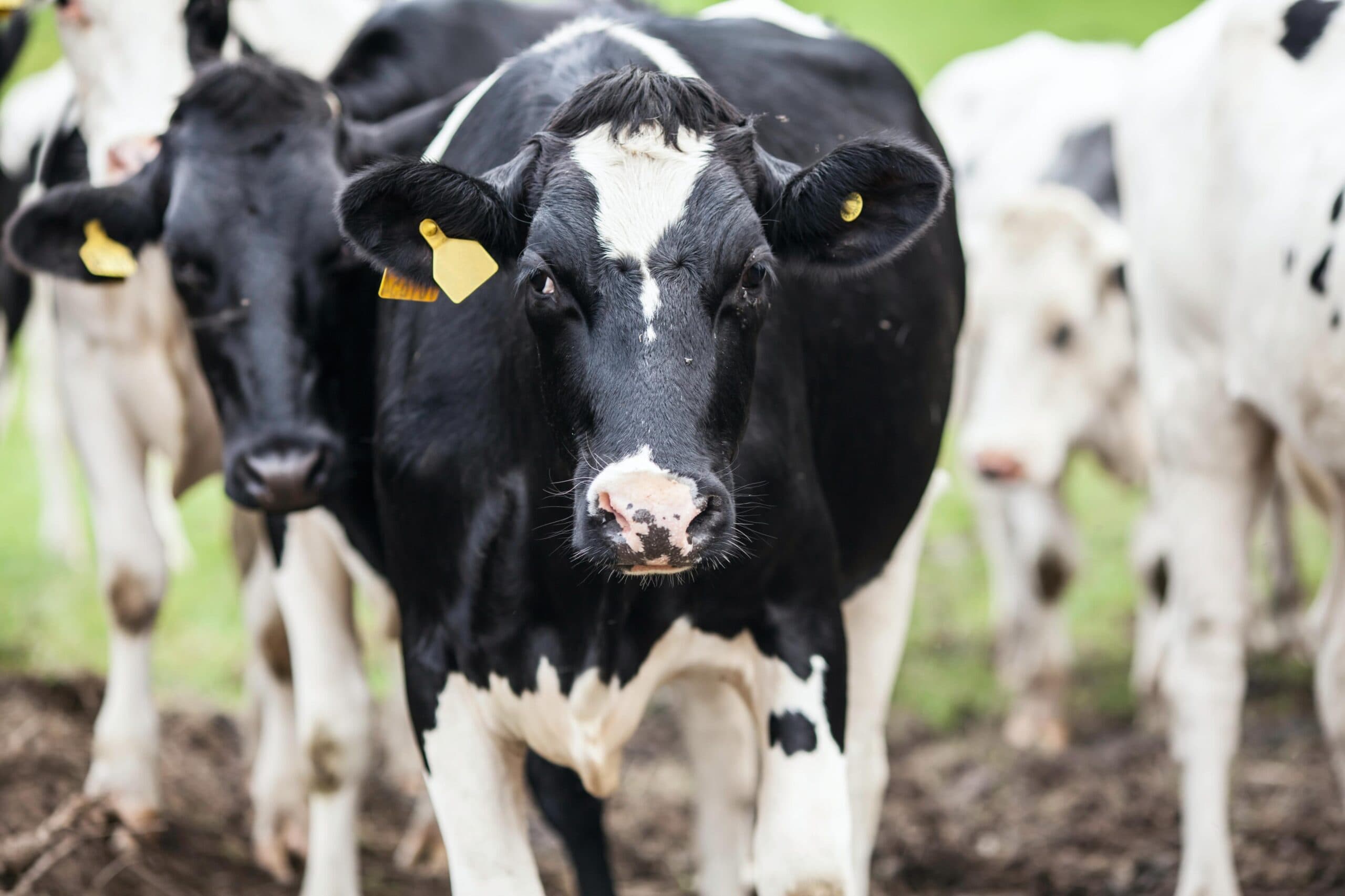 Fact Sheet: physical traits of a good dairy cow