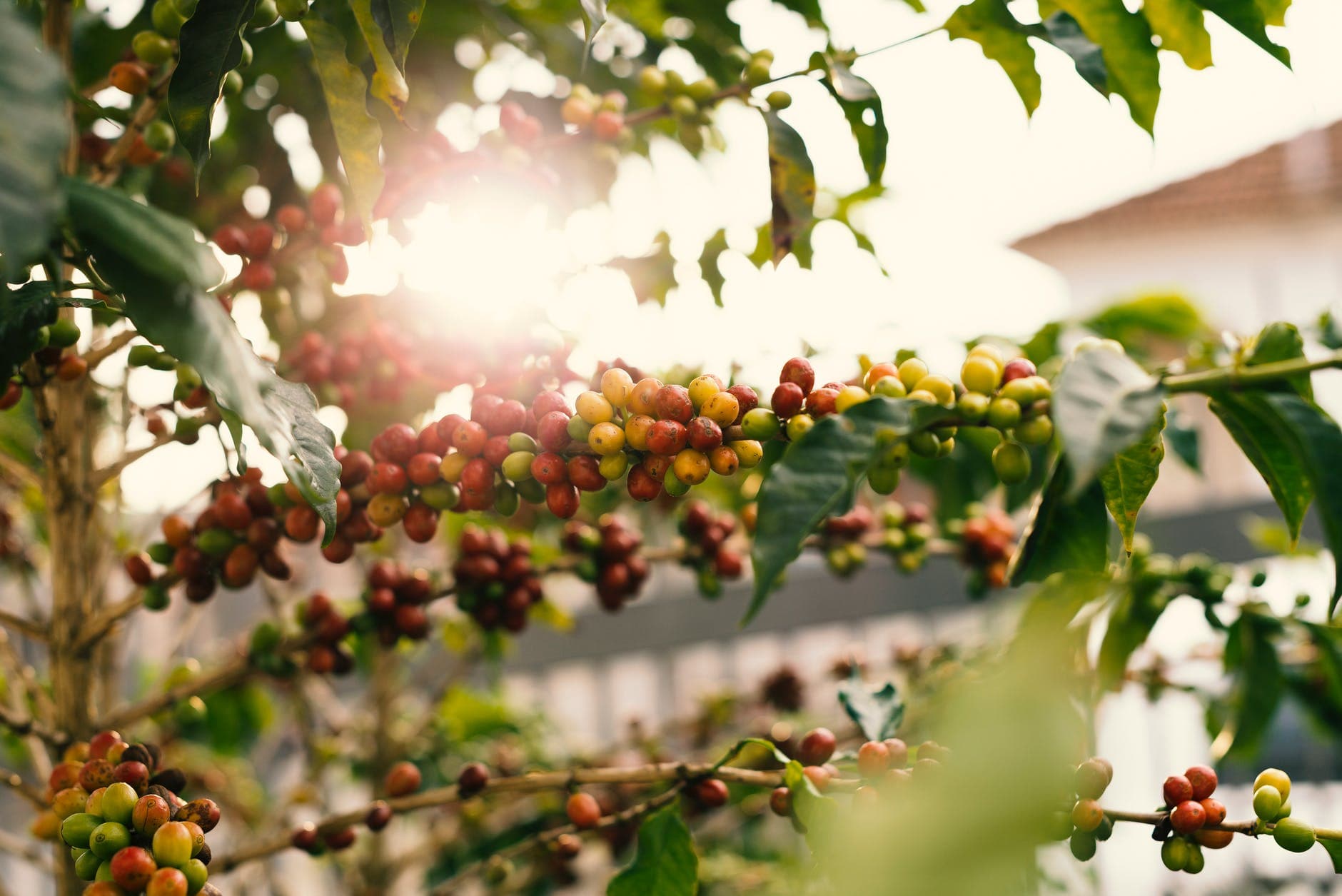 Coffee fund launches pre-crop finance for smallholders