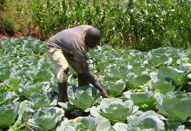 SMEs turn to agriculture to grow profits