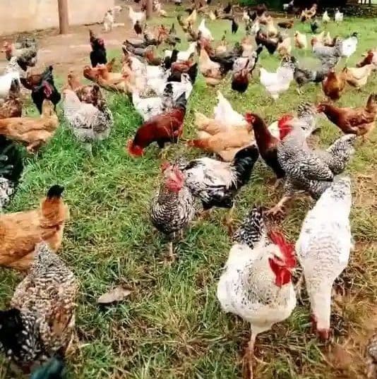 Hybrid poultry system cuts costs for entrepreneur