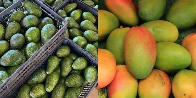 Govt Issues New Directive Affecting Avocado and Mango Exporters