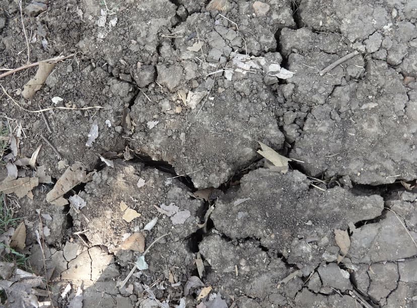 Soil type can double maize yields: how to check and correct