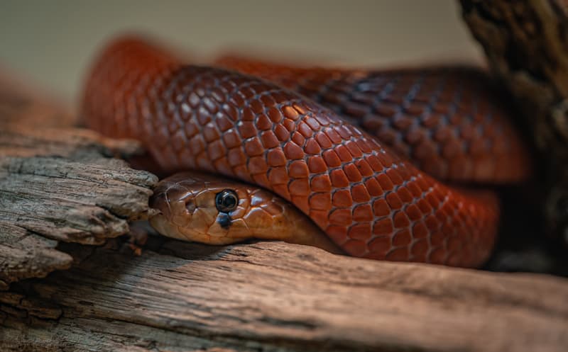 Kenya’s 13 venomous snakes and quest for locally made antivenom