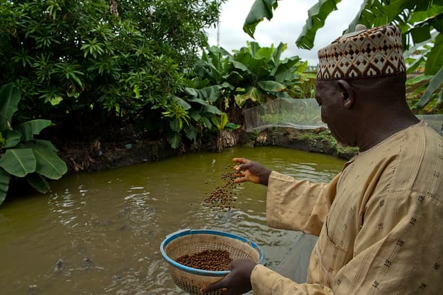 Fish pond waste water increases milk yields by three litres
