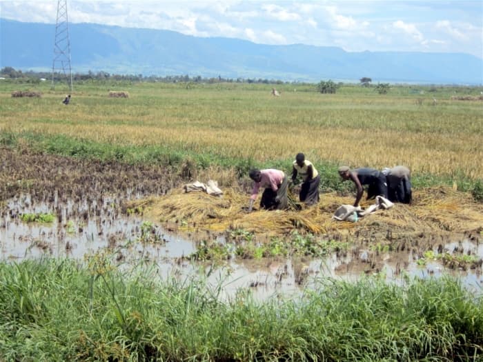 Falling water tables frustrate Central Kenya farmers