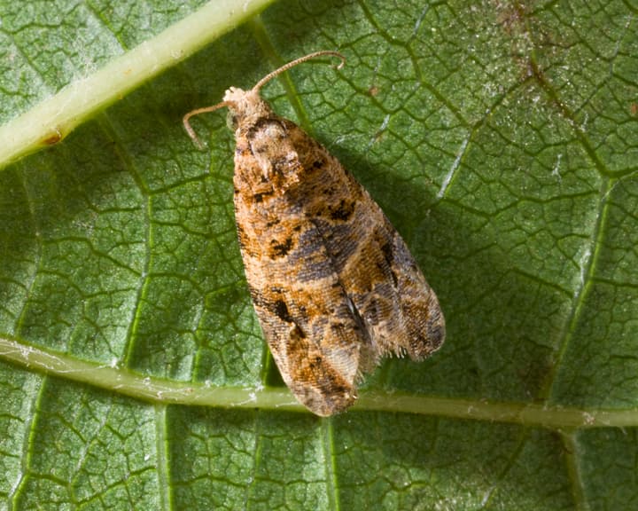 How to control the False Coding Moth pest that causes rejection of fresh produce in international markets