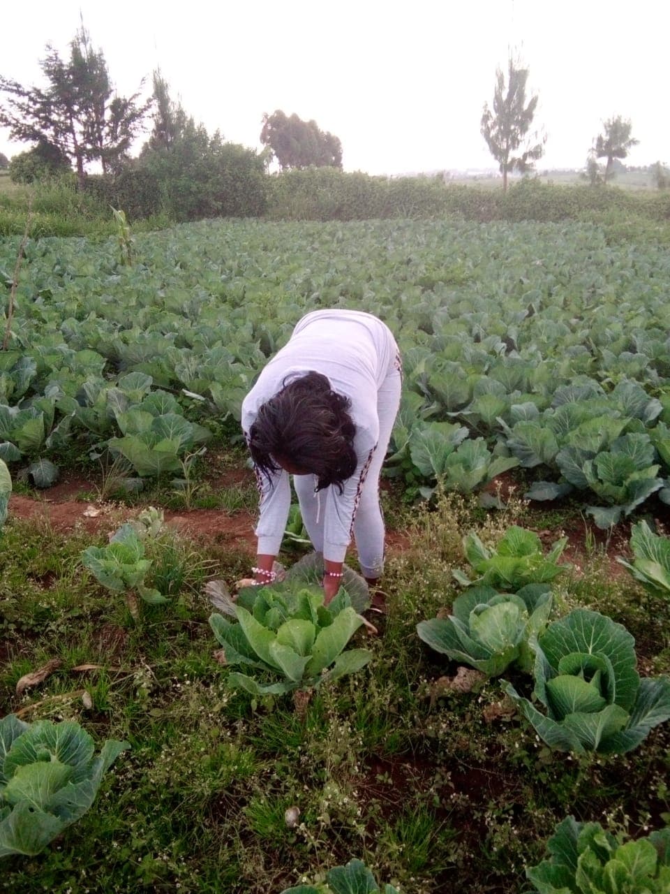 Youth farmer: student gets cabbages moving on WhatsApp