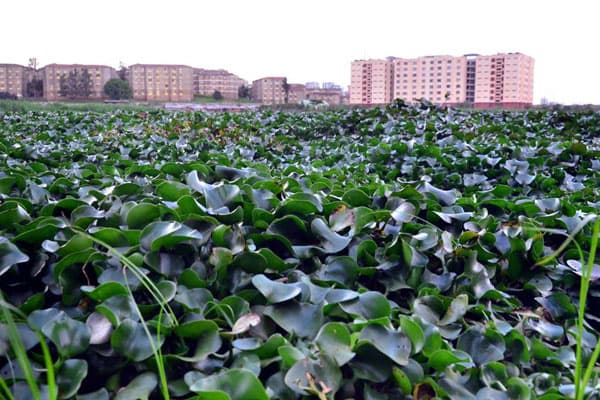 Water hyacinth provides good substrate for mushroom farming
