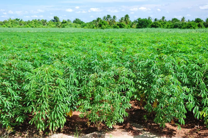 Researchers set to develop cassava variety that fights climate change