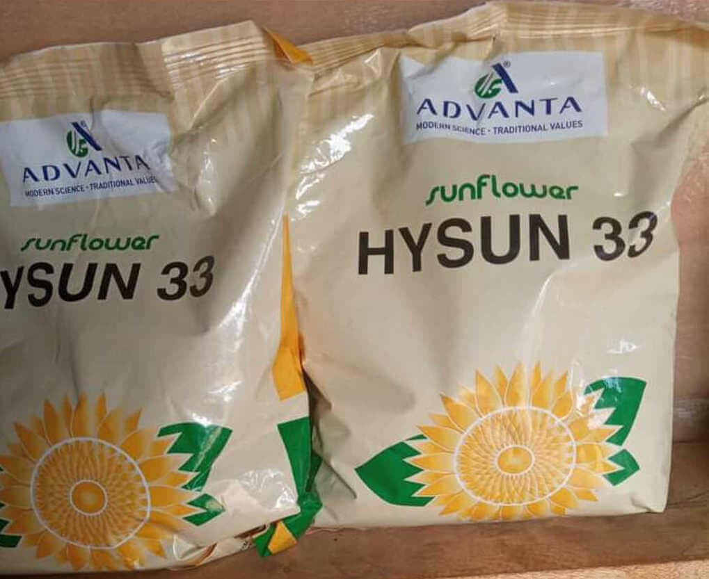 Processors pivot to more economical high-oil-content sunflower varieties