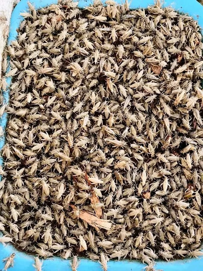 Agripreneur ventures into cricket farming helping livestock farmers tame feed cost